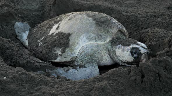 Atlantic Ridley Sea Turtle Spawning on a Tropical Beach