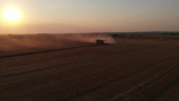 Harvest during summer sunset from the fields. Single combine harvesting wheat. Aerial drone view