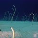 Underwater Beautiful Garden Eels - VideoHive Item for Sale