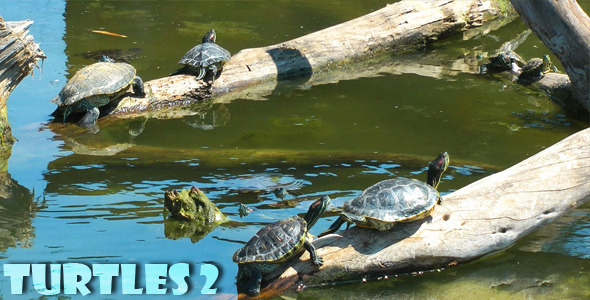 The Turtles 2 alt