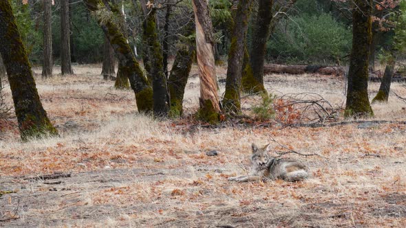 Wild Wolf Animal Coyote or Coywolf Yosemite Forest Wildlife California Fauna alt