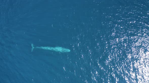 Aerial view of a sperm whale sin the ocean, Azores, Portugal. alt