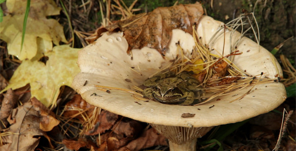 Frog In A Mushroom