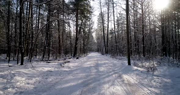 The Road in Winter Forest alt