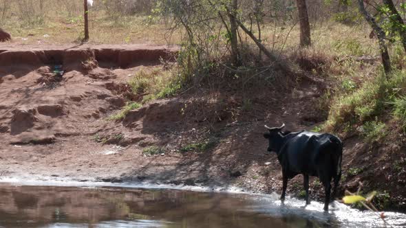 Cow Walking On The Bank Of A River In Brazil