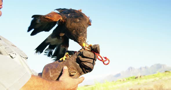 Man feeding falcon eagle on his hand alt
