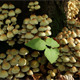 Large Group of Fungus Large Group of Fungus - VideoHive Item for Sale