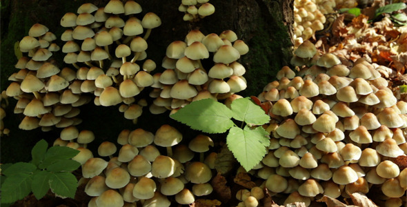 Large Group of Fungus