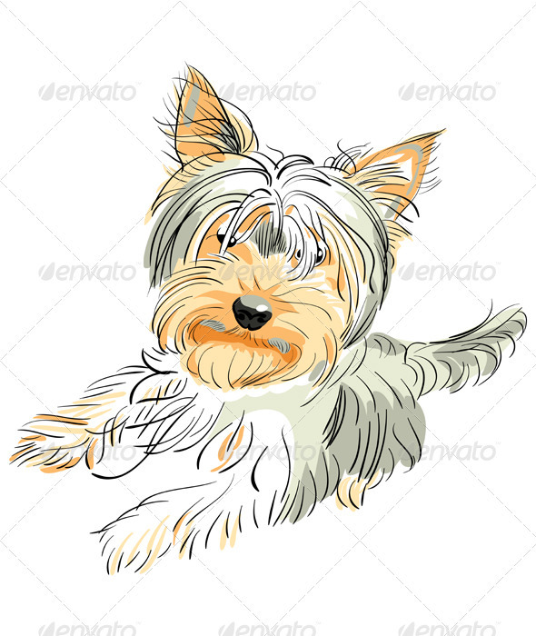 Vector pedigreed dog Yorkshire terrier