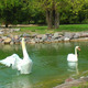 Swans in the Lake - VideoHive Item for Sale