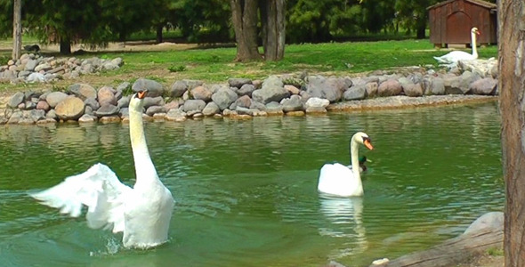 Swans in the Lake