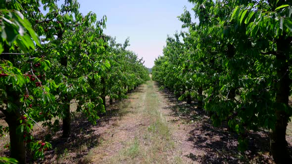 Cherry Tree Plantation by djsplath | VideoHive