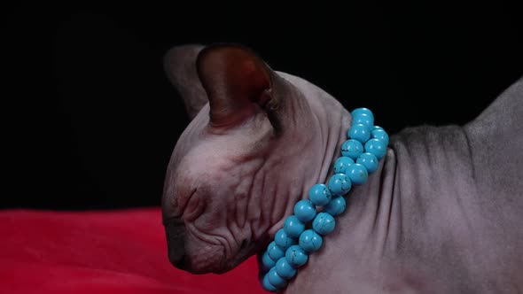 Stylish Cat of the Canadian Sphynx Breed in the Studio on a Black Background alt