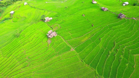 Aerial view of agriculture in rice fields for cultivation alt