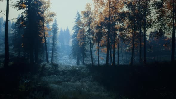 Moon Light Over the Spruce Trees of Magic Mystery Night Forest alt