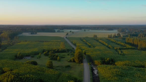 Aerial View of Osier Trees alt