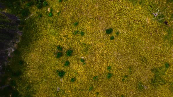 Grass meadow in the forest alt