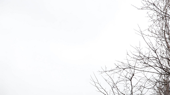 Tree Branches on the Background of White Sky by Grey_Coast_Media | VideoHive