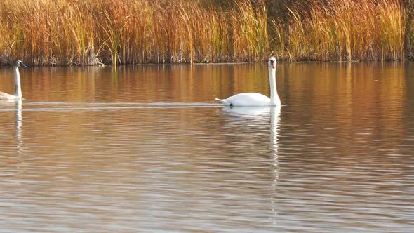 A Pair of White Swans Swim on Autumn Lake alt