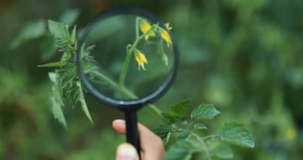 The hand of a child, little girl , holding and look through magnifying glass on tomato flower alt