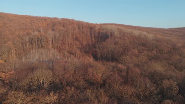 Autumn Orange Forest From the Air at Sunset. View From the Drone on the Yellow Treetops