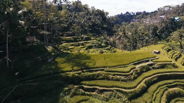 Balinese Rice Fields