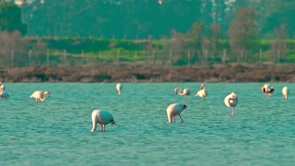 Flamingo Lake Nature Wildlife Water Wild Pink Bird Animal alt