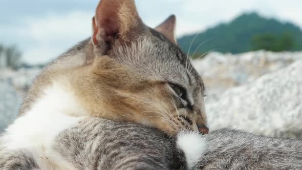 Close up head of a grey cat. alt