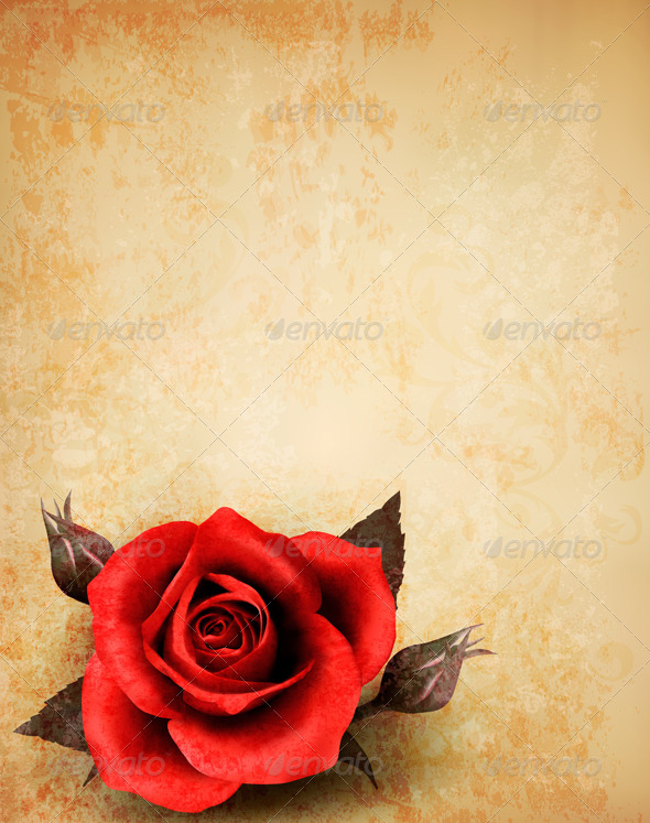 Big Red Rose on Old Paper Background - Flowers & Plants Nature