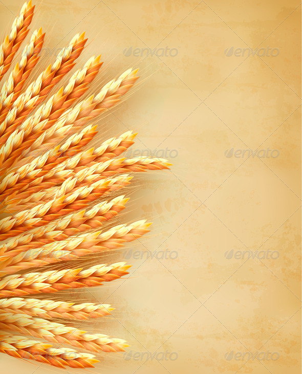 Ears of Wheat on Old Paper Background - Food Objects