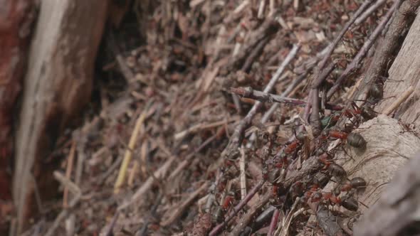 Close Up Footage of Moving Ants alt