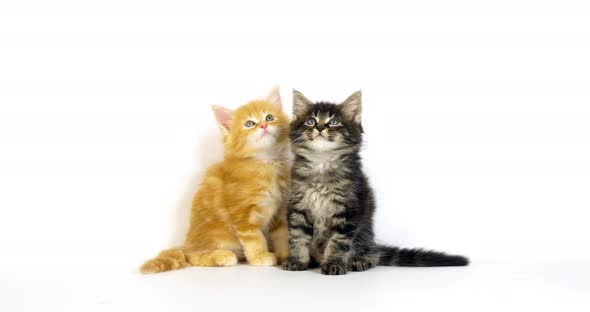Brown Blotched Tabby and Cream Blotched Tabby Maine Coon Domestic Cat, Kitten Normandy in France alt
