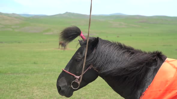 Tie a Horse Forelock With a Rope alt