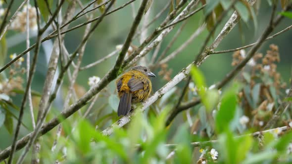 Passerini's Tanager Female Bird in the Rain Forest