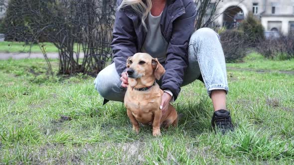 A Woman of Caucasian Nationality Walks and Plays on a Green Meadow in a City Park with a Small Brown alt