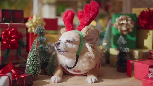 cute chihuahua dog with stylish head costume funny style smile and joyful with christmas tree