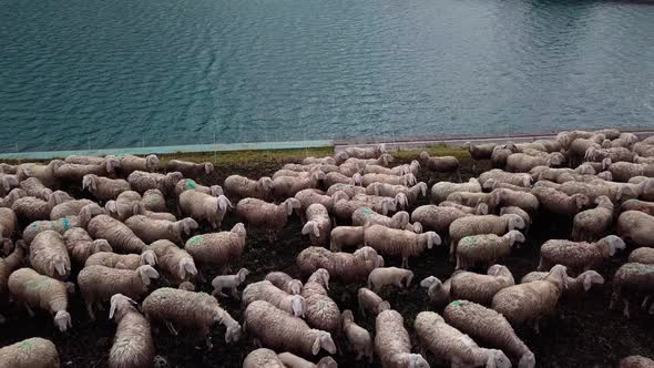 Sheep flock grazing on the edge of Fedaia Dam lake in the Dolomite mountain area of northern Italy, alt