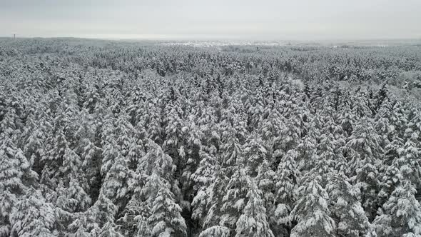 AERIAL: Frozen Pine Forest in Wild Nature on a Gloomy Day