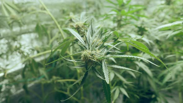Cinematic shot of marijuana cannabis weed plants growing farm. Shot in 4K alt