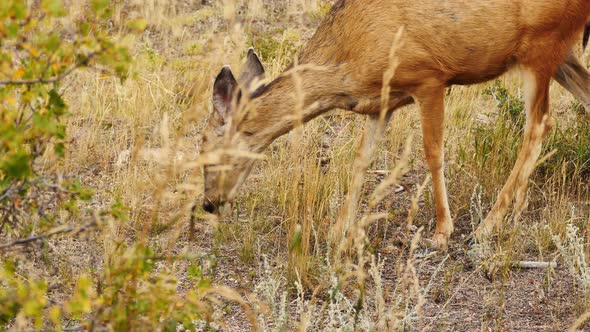 Skinny white-tailed deer grazing alt