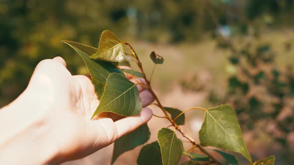 Female Hand Touching a Branch with Green Poplar Leaves in Rays of Sunlight alt