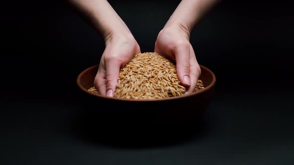 Taking Barley in Hands From Bowl and Pouring on Black Background alt