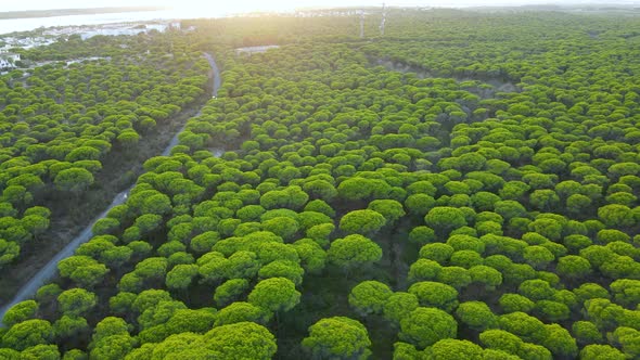 Aerial view of Seaside Cartaya Stone Pine Forest with Countryside Road, Piedras river and Building C alt