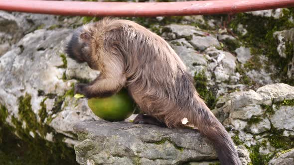 Close up shot of Capuchin Monkey peeling Mango Fruit outdoors on rocky hills during sunny day alt