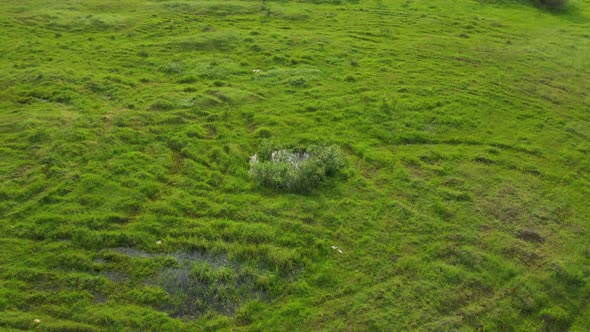 Aerial View Green Grass Background alt