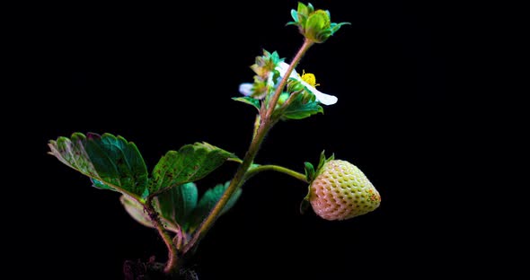 Strawberry Bush Ripens in a Time Lapse on a Black Background, Ripening Remontant Strawberry alt