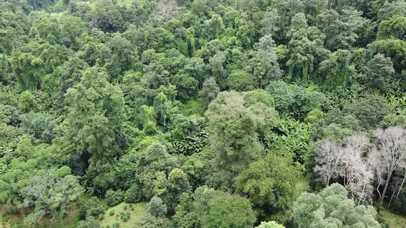 Aerial view of rainforest trees by drone