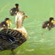 Duck Family - VideoHive Item for Sale