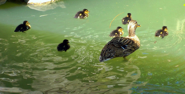 Duck Family