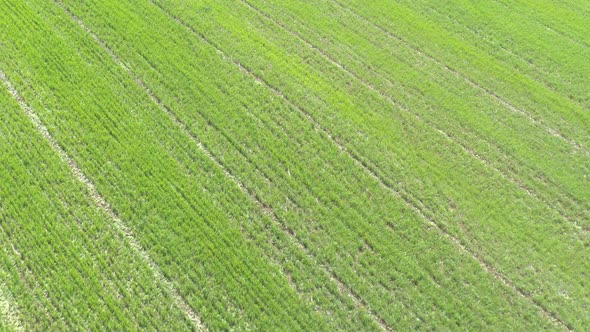 Lines in the agricultural field after spraying 4K aerial video alt